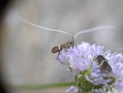 Adela singulella