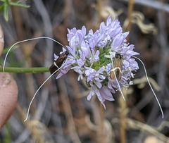 Adela singulella