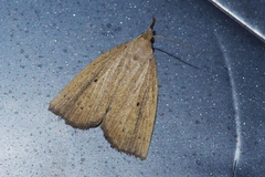 Stenhypena longipennis