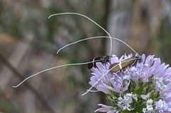Adela singulella