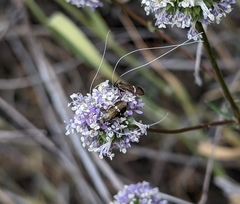 Adela singulella