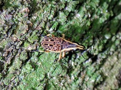 Oxyderes frenatus