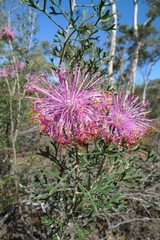 Isopogon