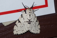 Lymantria minomonis