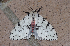 Lymantria minomonis