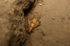 Gryllodes sigillatus