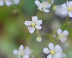 Micranthes marshallii