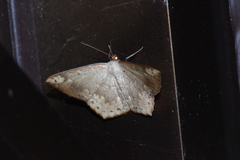 Peratostega deletaria