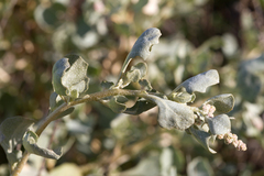 Atriplex angulata
