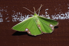 Comibaena procumbaria