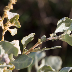 Atriplex angulata