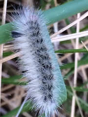 Ctenucha rubroscapus