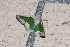 Celenna festivaria