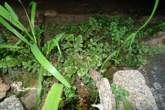 Asplenium subglandulosum