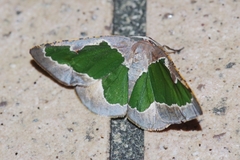 Celenna festivaria