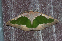 Celenna festivaria