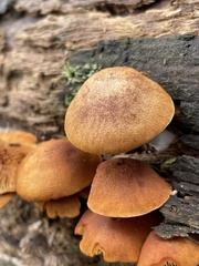Gymnopilus ferruginosus