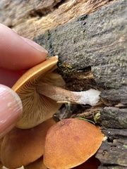Gymnopilus ferruginosus