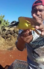 Pitangus sulphuratus