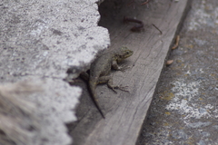 Sceloporus grammicus