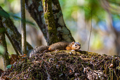 Notocitellus annulatus