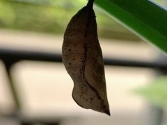 Doleschallia bisaltide