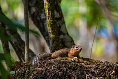 Notocitellus annulatus