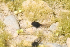 Pseudacris hypochondriaca
