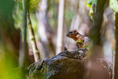 Notocitellus annulatus