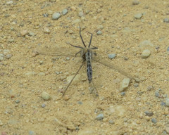 Leucorrhinia intacta