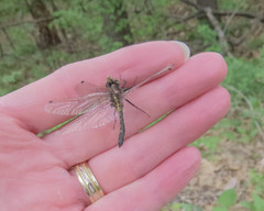 Leucorrhinia intacta