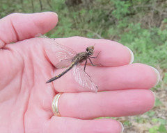 Leucorrhinia intacta