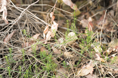 Galium angustifolium