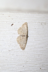 Aethalura intertexta