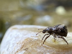 Pseudocneorhinus obesus