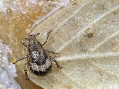 Pseudocneorhinus obesus