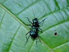 Cylindera versicolor