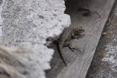 Sceloporus grammicus