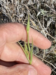 Calochortus splendens