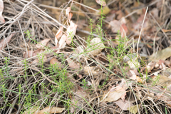 Galium angustifolium