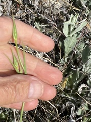 Calochortus splendens