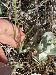 Calochortus splendens