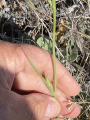 Calochortus splendens