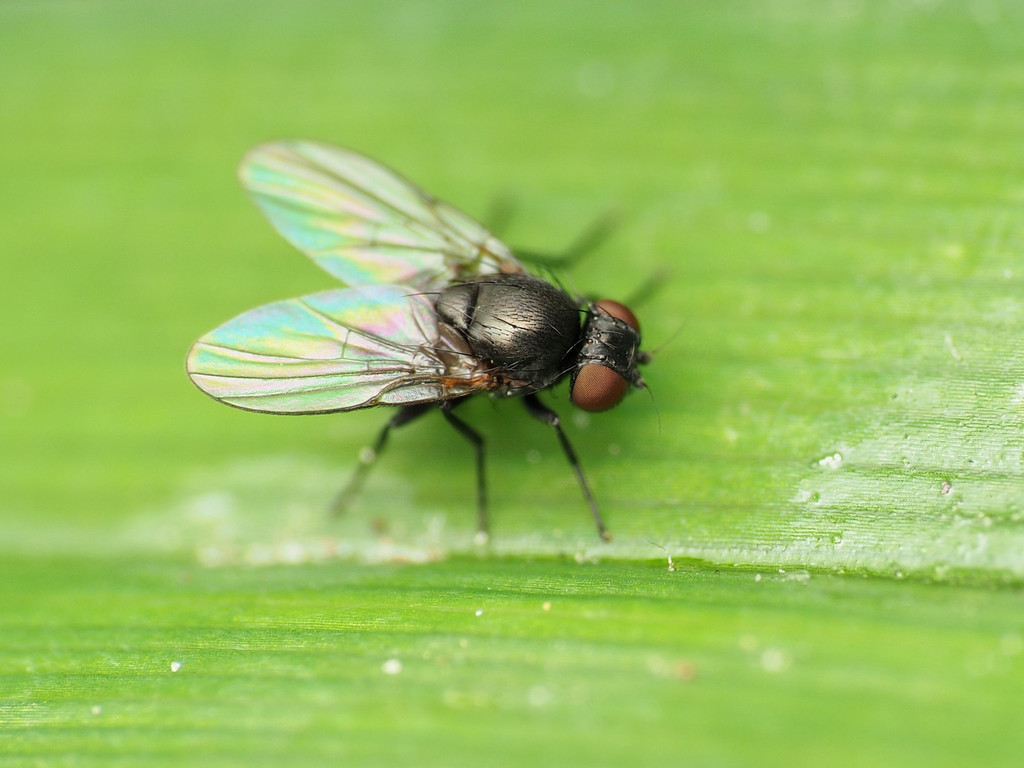 Daylily Leafminer