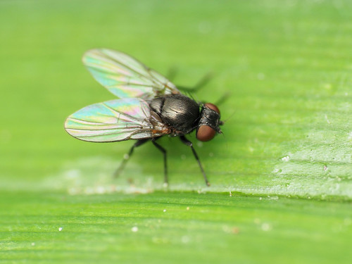 Daylily Leafminer