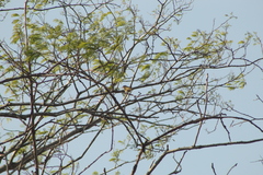 Vireo flavoviridis