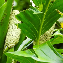 Monstera dissecta