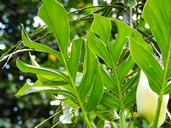 Monstera dissecta