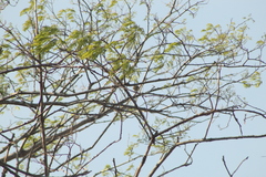 Vireo flavoviridis