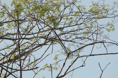 Vireo flavoviridis